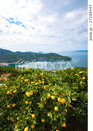 みかんの段々畑と海（愛媛県八幡浜川上） 27288447
