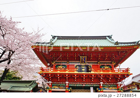 東京桜スポット観光スポット 神田明神随神門とソメイヨシノ 横位置の写真素材