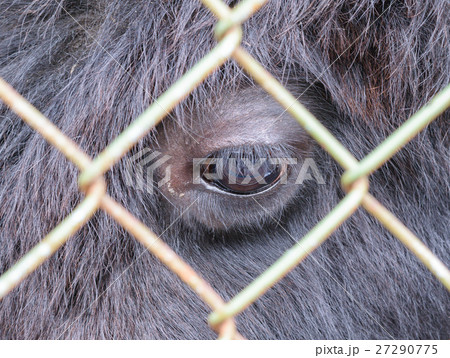 Eye buffalo, looking through the bars of grid 27290775