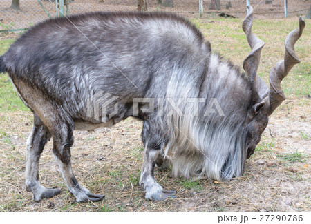 Horned goat (markhor, lat.) Horned goat (markhor, lat.) 27290786