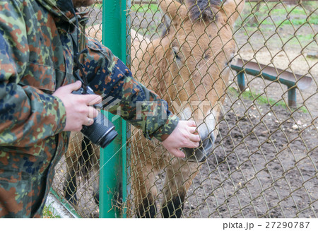 Photographer with camera touches Przewalski horse 27290787