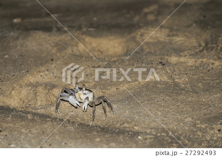 Crab crawling on the sand beach in Oman Salalah 27292493