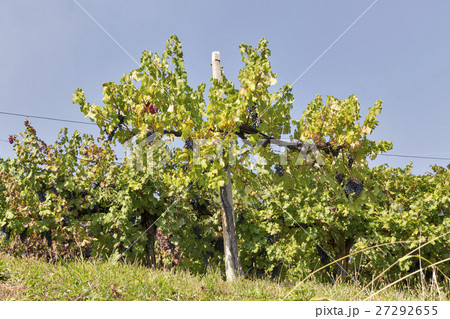 Vineyard rows in Slovenia closeup Vineyard rows in Slovenia closeup 27292655