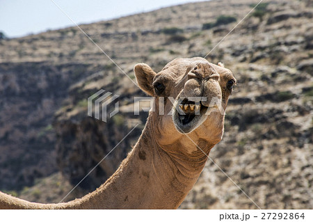 wildlife Camel looking funny inside Camera Oman wildlife Camel looking funny inside Camera Oman 27292864