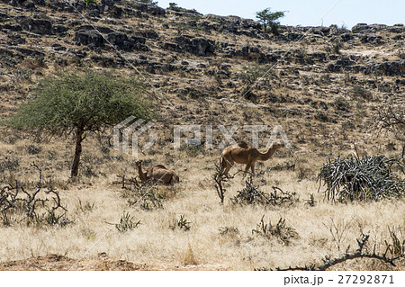 wildlife Camel looking inside Camera Oman salalah wildlife Camel looking inside Camera Oman salalah 27292871
