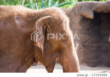 ハワイ｜ホノルル動物園 アジアゾウ 27293068