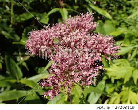 フジバカマ フジバカマ 27293119