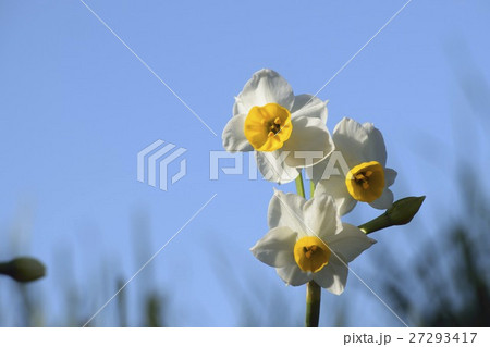 スイセンの花 スイセンの花 27293417