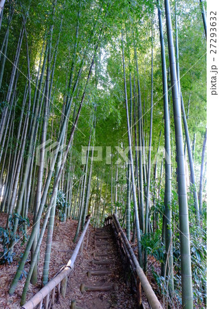 竹林の小径 竹林の小径 27293632