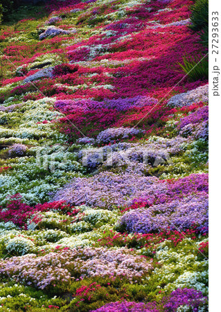 色とりどり芝桜 27293633