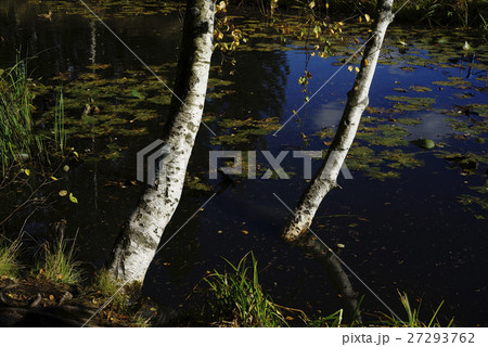 birch on the bank of a pond 27293762