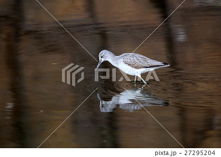 アオアシシギ アオアシシギ 27295204