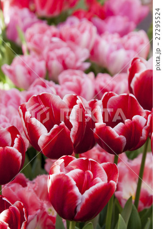 チューリップ チューリップ 27295524