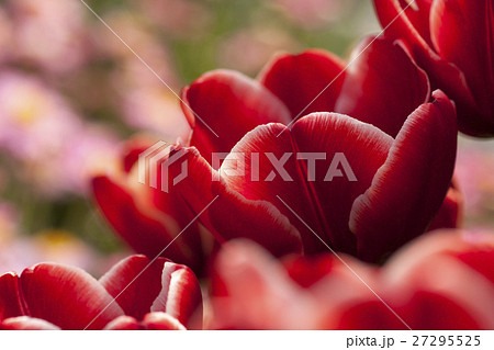 チューリップ チューリップ 27295525