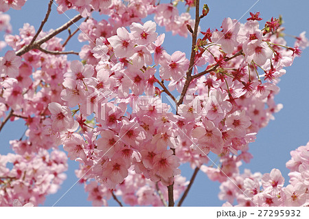 ヨウコウザクラ 陽光桜 の写真素材