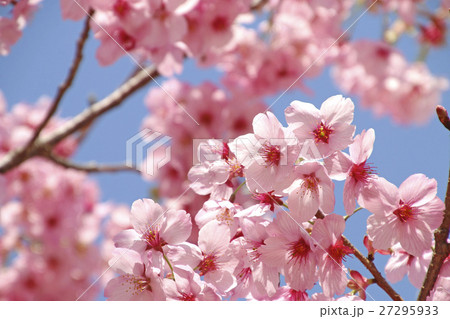 ヨウコウザクラ（陽光桜） 27295933
