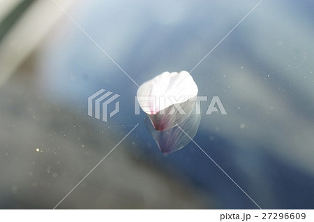 フロントガラスの桜 27296609