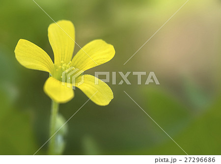 Common Yellow Wood-sorrel (Oxalis stricta) 27296686