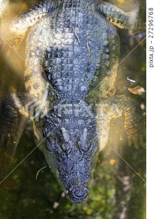 Image of a crocodile on the water. Wild Animals. 27296768