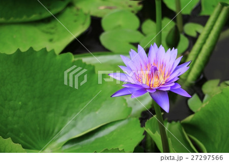 Lotus lilly purple on water beautiful Lotus lilly purple on water beautiful 27297566