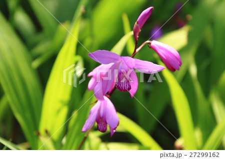 紫蘭、紫の花 27299162