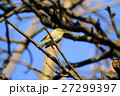 メジロ 27299397