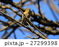 メジロ 27299398