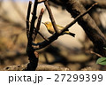 メジロ 27299399