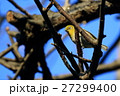 メジロ 27299400