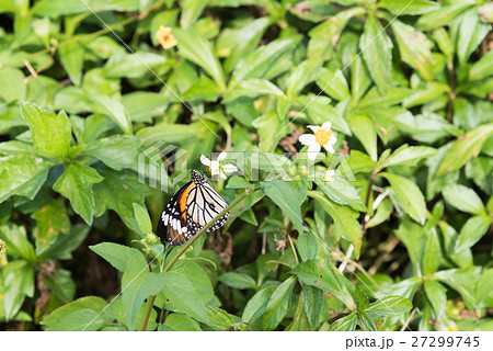 スジグロカバマダラ スジグロカバマダラ 27299745