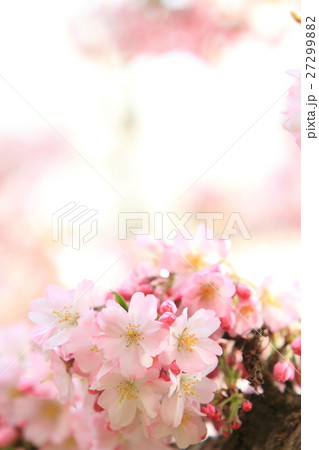 桜(思川桜) 桜(思川桜) 27299882