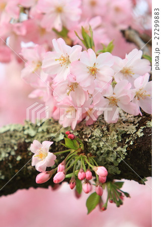 桜(思川桜) 桜(思川桜) 27299883