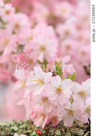 桜(思川桜) 桜(思川桜) 27299884
