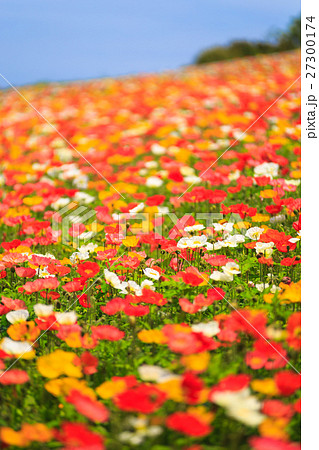 ポピー畑 27300174