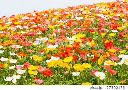 ポピー畑 ポピー畑 27300176