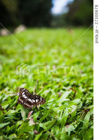 butterfly on grass butterfly on grass 27300678