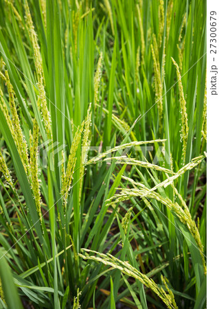 closeup rice field closeup rice field 27300679