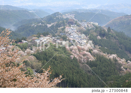 吉野山の桜 上千本 吉野山の桜 上千本 27300848