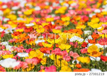 ポピー畑 ポピー畑 27301219