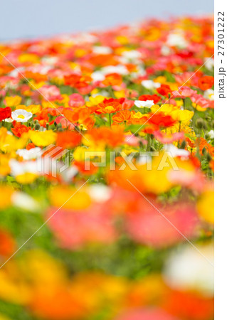 ポピー畑 ポピー畑 27301222