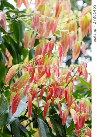 Cinnamon Tree - Cinnamomum zeylanicum 27301405