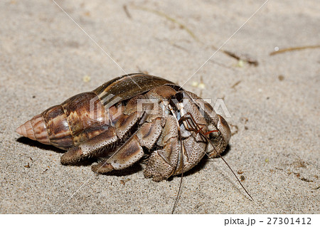 big hermit crab with snail shell Madagascar 27301412