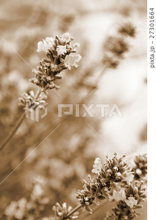 Lavender flowers as background. In Sepia toned. Lavender flowers as background. In Sepia toned. 27301664