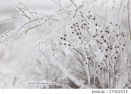 Frozen plants in winter with the hoar-frost 27302053