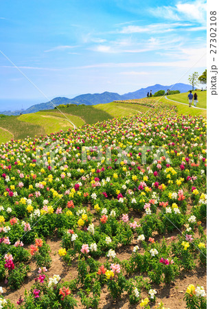 あわじ花さじき キンギョソウ畑 27302108