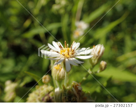 サワシロギク サワシロギク 27302157
