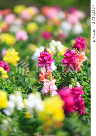 キンギョソウ畑 27302227