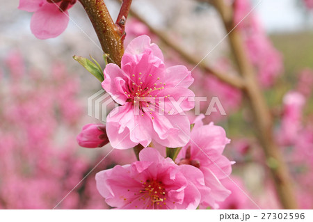 桃の花 桃の花 27302596