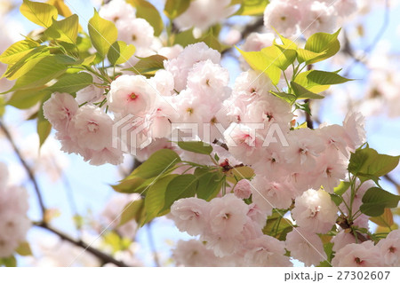 満開の八重桜 27302607
