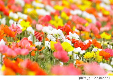 ポピー畑 ポピー畑 27302771